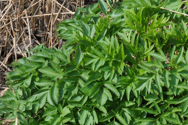 Norwegian angelica,wild celery,garden angelica,holy ghost,ground ash,ant jericho, آنژلیک، حشیشه المل